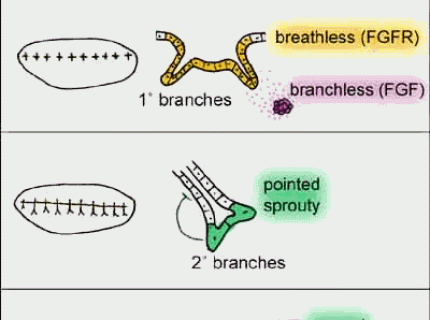 branchless