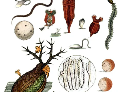 animalcule