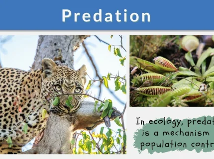 predator