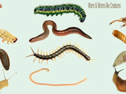 worm