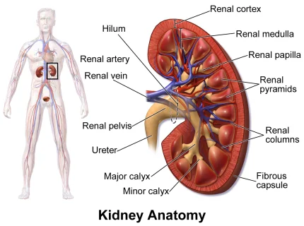 kidney