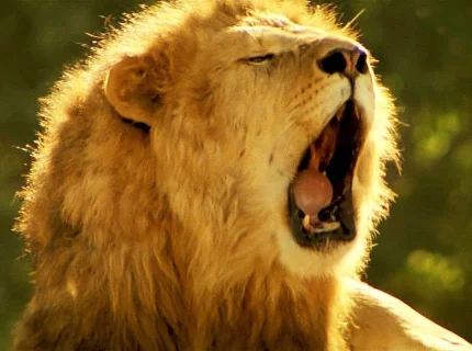 roar