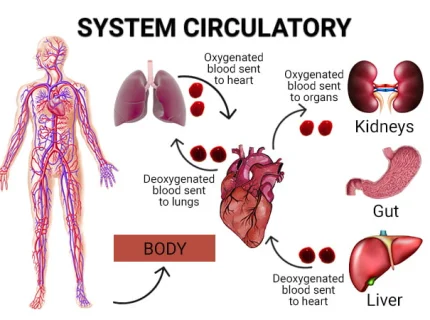 circulation