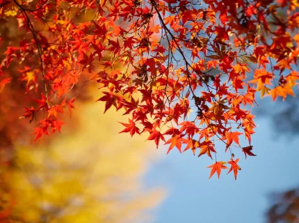 maple
