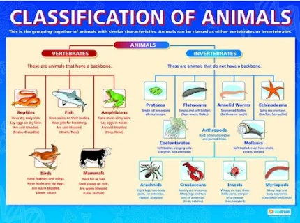 classification