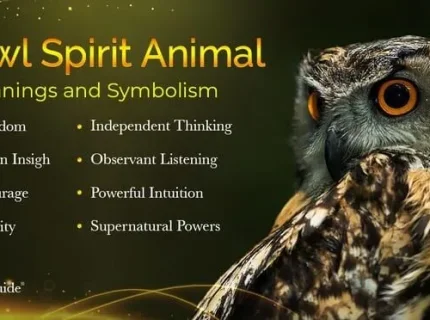 owl