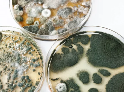 mold
