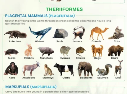 mammal