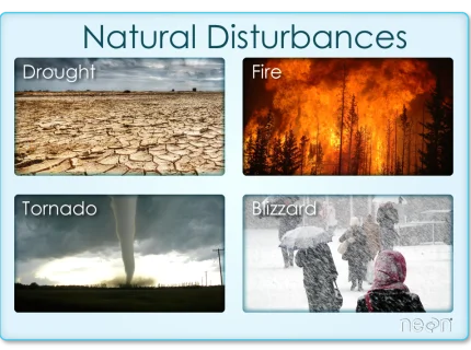 disturbance