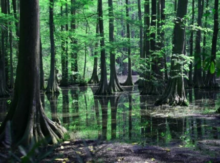 swamp