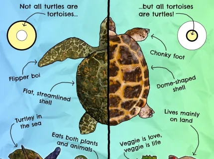 turtle