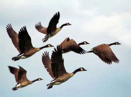 migrate
