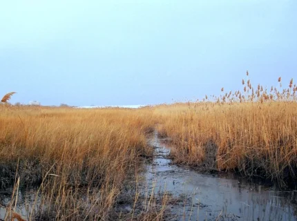 marsh