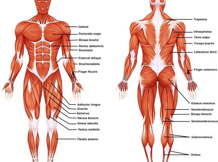 muscular