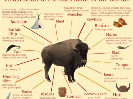buffalo