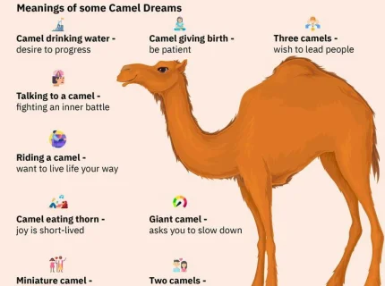camel