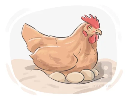 hatch