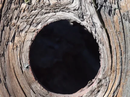 hollow