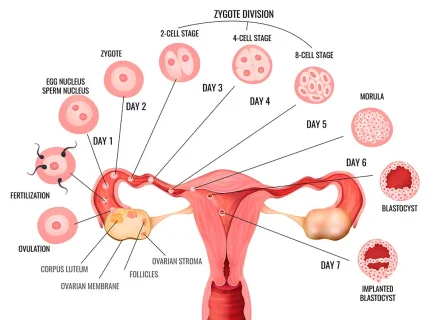 fertile