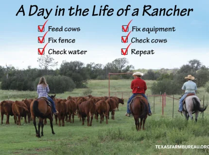 rancher