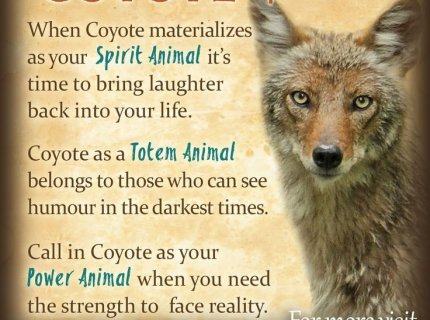 coyote