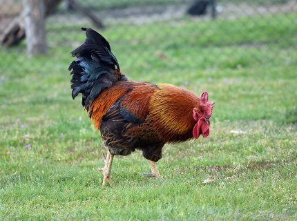 cock