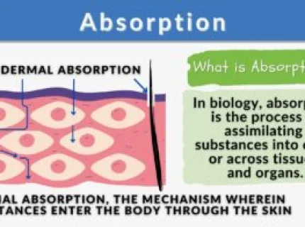 absorption