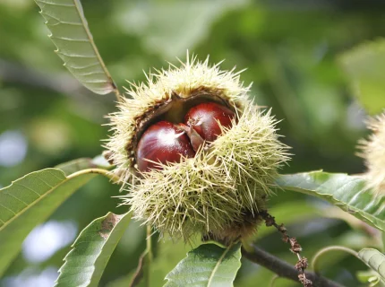 chestnut