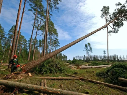 logging