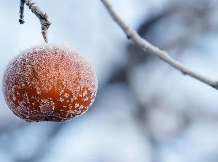 frost