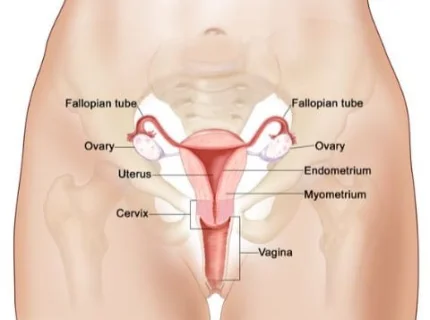 womb