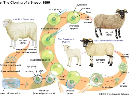cloning