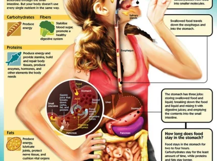 digest