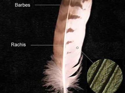 plume
