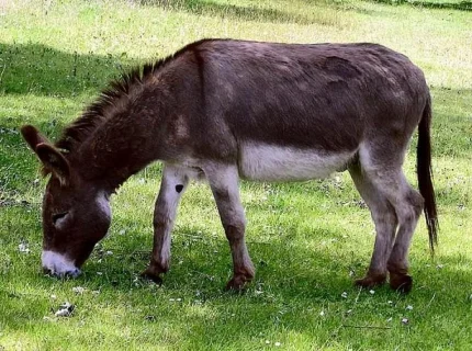 donkey