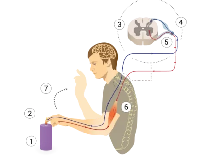receptor
