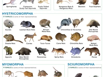 rodent