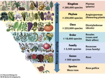 botanical