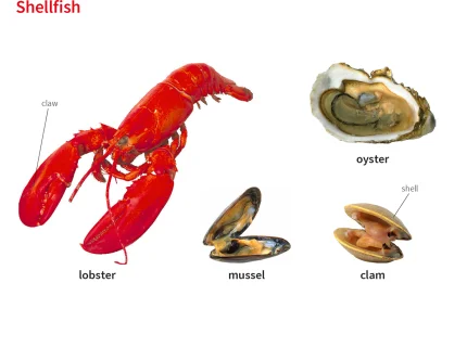 clam