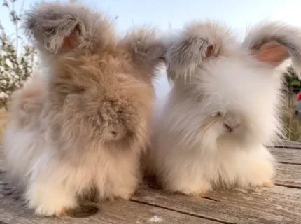 fluffy