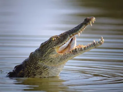 crocodile