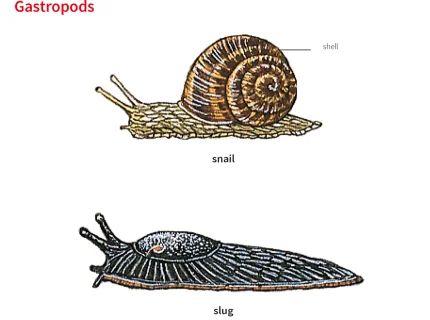 slug