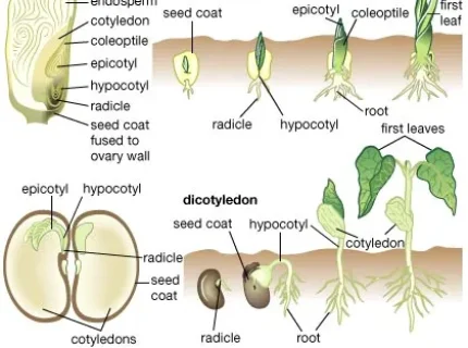 seedling