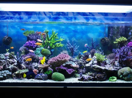 aquarium