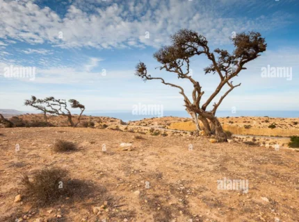 sparse