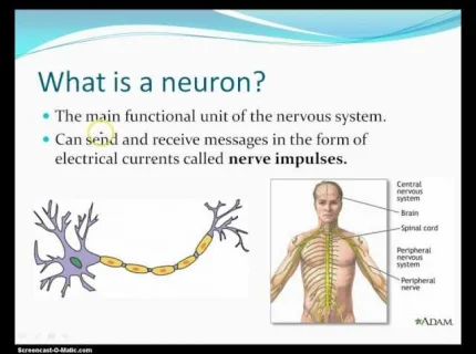 neural
