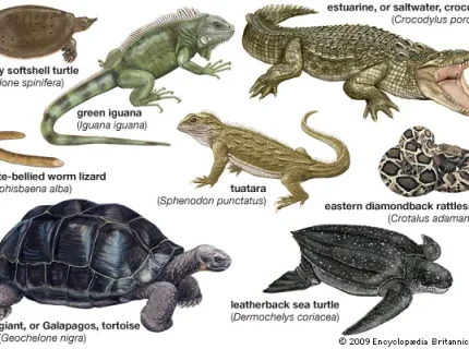 reptile