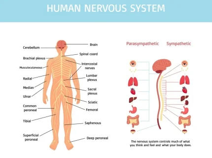 neurological